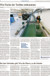 Wie Fische der Turbine entkommen